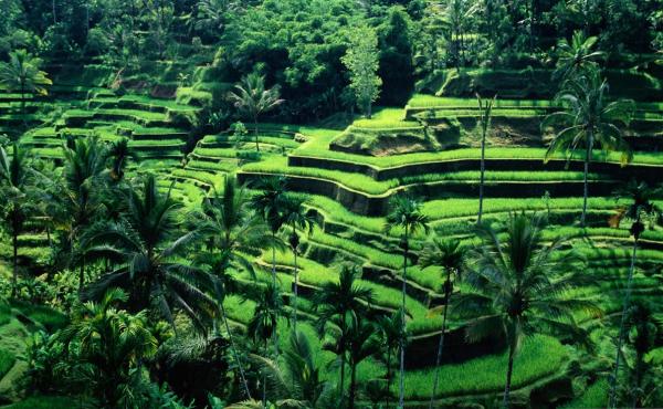 Фото. Туры в Индонезию